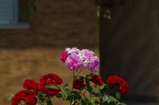 Tara Holiday Home - Mojkovac - 8