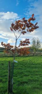 Sycamore Shepherd's Hut - 4
