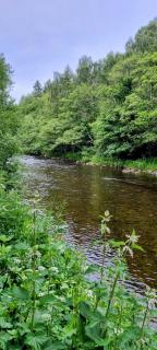 Sycamore Shepherd's Hut - 5