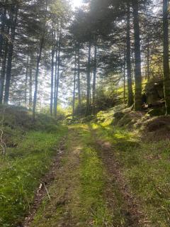 Forest Caravan Park - - 4
