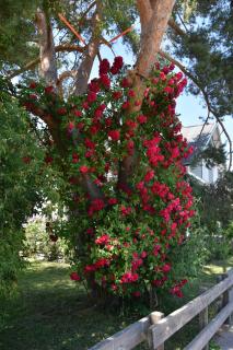 Bo bra i Borgholm - Borgholm - 3
