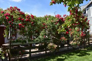 Bo bra i Borgholm - Borgholm - 9