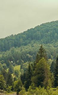 Zuri Retreat Bucovina - 3