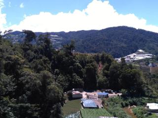 The Pines Hotel - Tanah Rata - 3