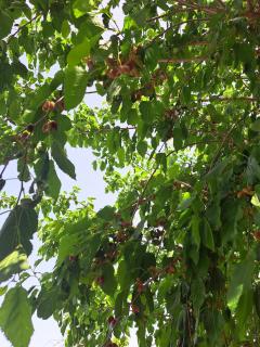Garden apartment in Neot Golf, with sea view - H̱efẕi Bah - 4