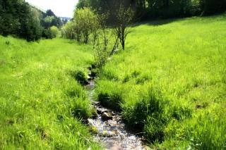 Unterer Gurethshof - Zell am Harmersbach - 6