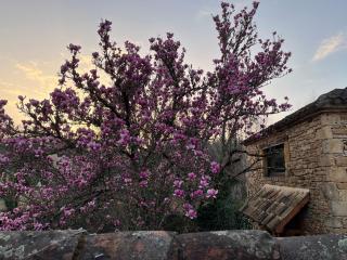 Chez le Magnolia - Frayssinet-le-Gélat - 5