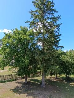 Drzwi do lasu - Tykocin - 8