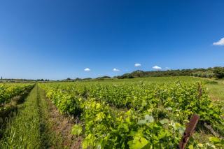 Domaine Des Escaunes - Sernhac - 2