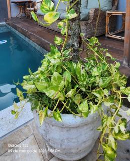 Casa do pé de Jabuticaba - 9