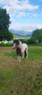Camp Magic View - Mojkovac - 8