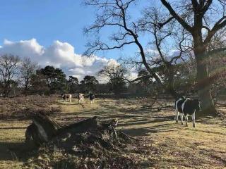 Tiny forest lodge with direct access to forest and nature - Anloo - 4