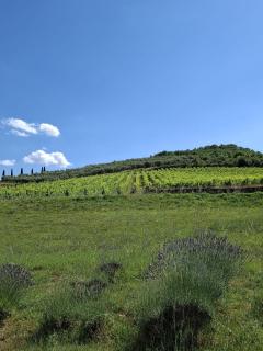 Borgo Livernano - Radda in Chianti - 8