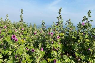 SoBo Beach Home, 2 mins walk to Sandy Beach - Southbourne - 5