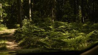 Biały Las Magiczna Stara Chata Puszcza Białowieska - - 4