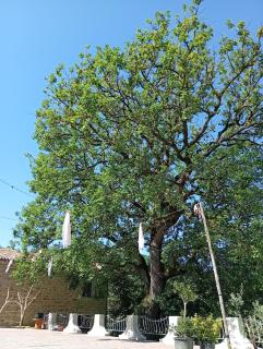 La grande quercia -  - 6