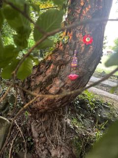 Tiny house en pleine nature - Arsac-en-Velay - 4