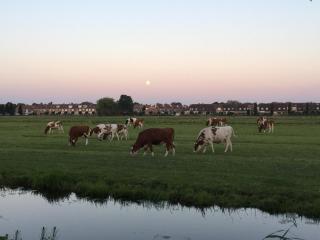 B&B-Edam - Edam - 2