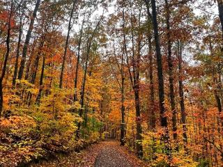 Serenity Escape Treehouse on 14 acres near Little River Canyon - Fort Payne - 1