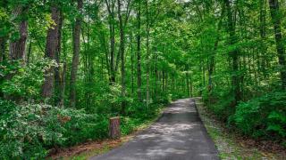 Serenity Escape Treehouse on 14 acres near Little River Canyon - Fort Payne - 6