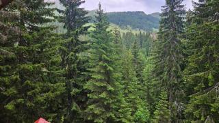 Forest Peace - Plav - 5