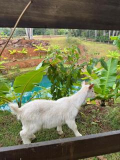 Fazenda Brotas SP - Brotas - 2