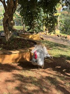 Fazenda Brotas SP - Brotas - 4