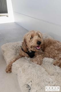 Cinema Pool Pets 4b2b Bargara Headlands - 9