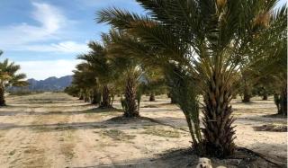 Peaceful Bell Tent with Incredible Sunset Views in Arizona - Wellton - 6