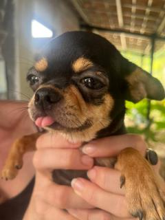 Pet Fan Home - Nguyen Shack - Phong Nha - 8