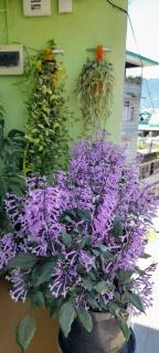 Bungkhim Urban Garden Homestay - Gangtok - 9