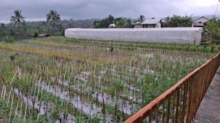 Laa Cabana Lombok 2 - Sapit - 4
