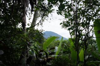 Nysa Forest Sanctuary - Jatiluwih - 3
