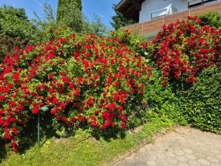 Gästehaus Uggowitzer - 9