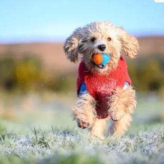 The Getaway - The Peregrine - Luxury Pet Friendly Glamping Cabin - Dungarvan - 1