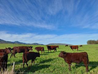 Ganskraal Farm Cottage - Greyton - 8