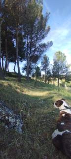 Casa Rural MONTE VERDE - Illana - 8