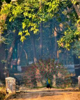 Bk Sarkar Homestay - - 6