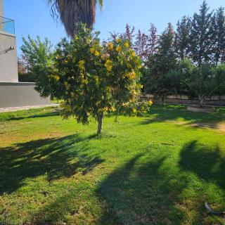 Evia Palm Beach Villa - 3