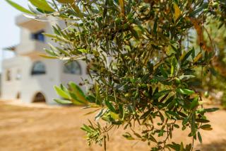 Olive Tree Horizon - Pylos - 0