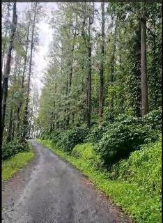 coffeekanahomestay - Avathi - 7