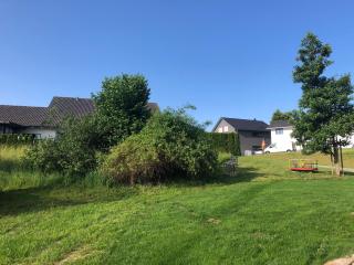 Pusteblume - Oberreute - 1