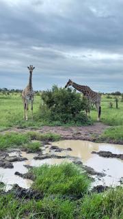 Imbube Safari Lodge - Marloth Park - 1