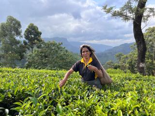 Lakeside Garden Bungalow 湖畔花园山居 - Nuwara Eliya - 5