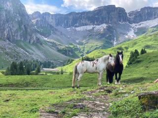 Alpwirtschaft Waldi-Ranch - Muotathal - 4