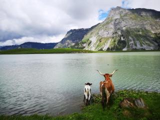 Alpwirtschaft Waldi-Ranch - Muotathal - 2