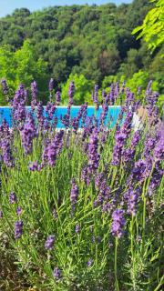 Apartma Lavanda - Zavrč - 9