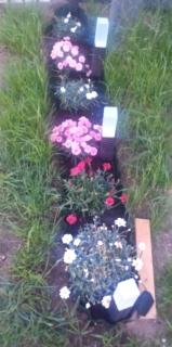 ogrodzone miejsce na kamper, przyczepę kempingową, postój Wohnwagen Rewal - 1