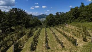 Agriturismo Il Respiro del Bosco - San Piero in Bagno - 2