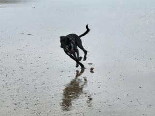 Saundersfoot, near the sea - Pembrokeshire - 4